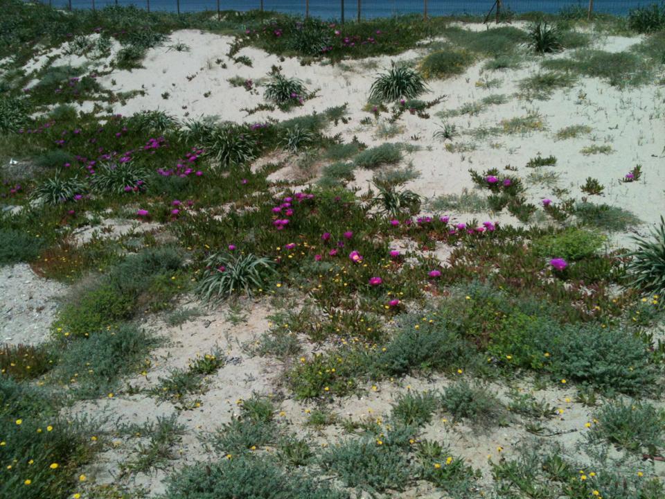 Camping Golfo Dell'Asinara Platamona Exterior photo